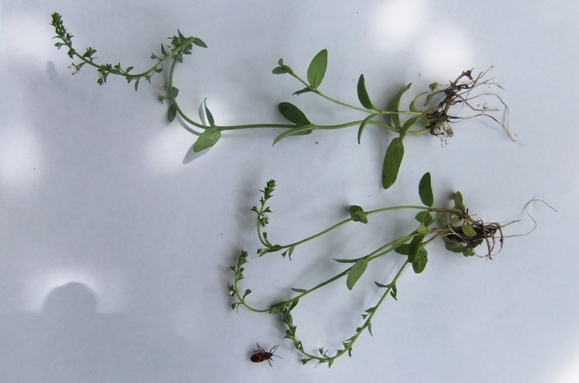 Image of Veronica serpyllifolia specimen.