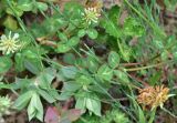 View full-size image genus Trifolium