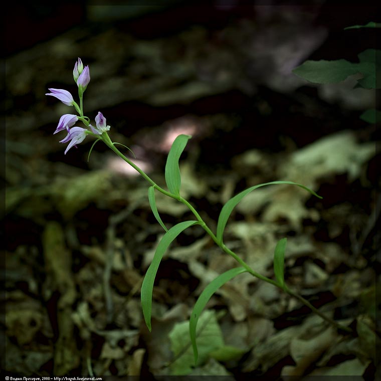 Изображение особи Cephalanthera rubra.