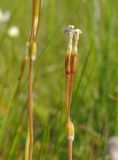 Смотреть изображение Primula finmarchica