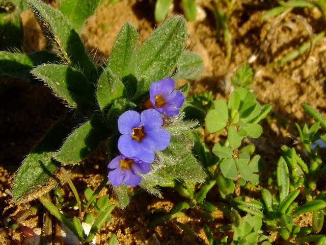 Image of Alkanna tinctoria specimen.