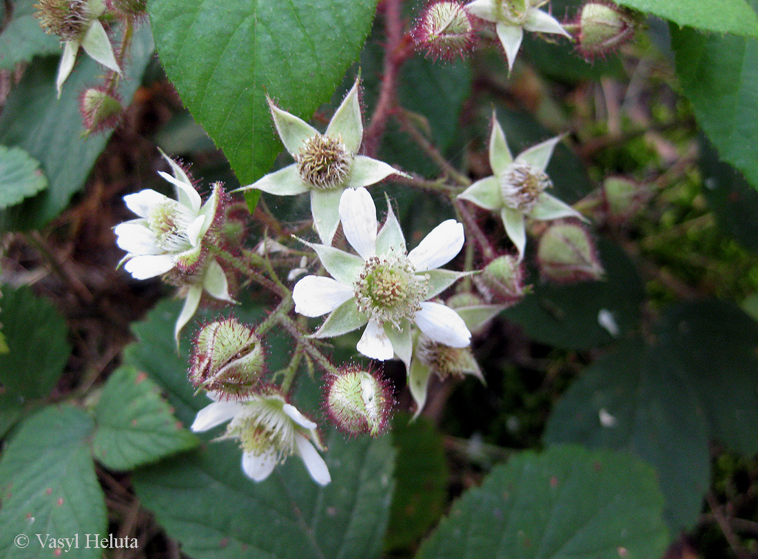 Image of Rubus hirtus specimen.