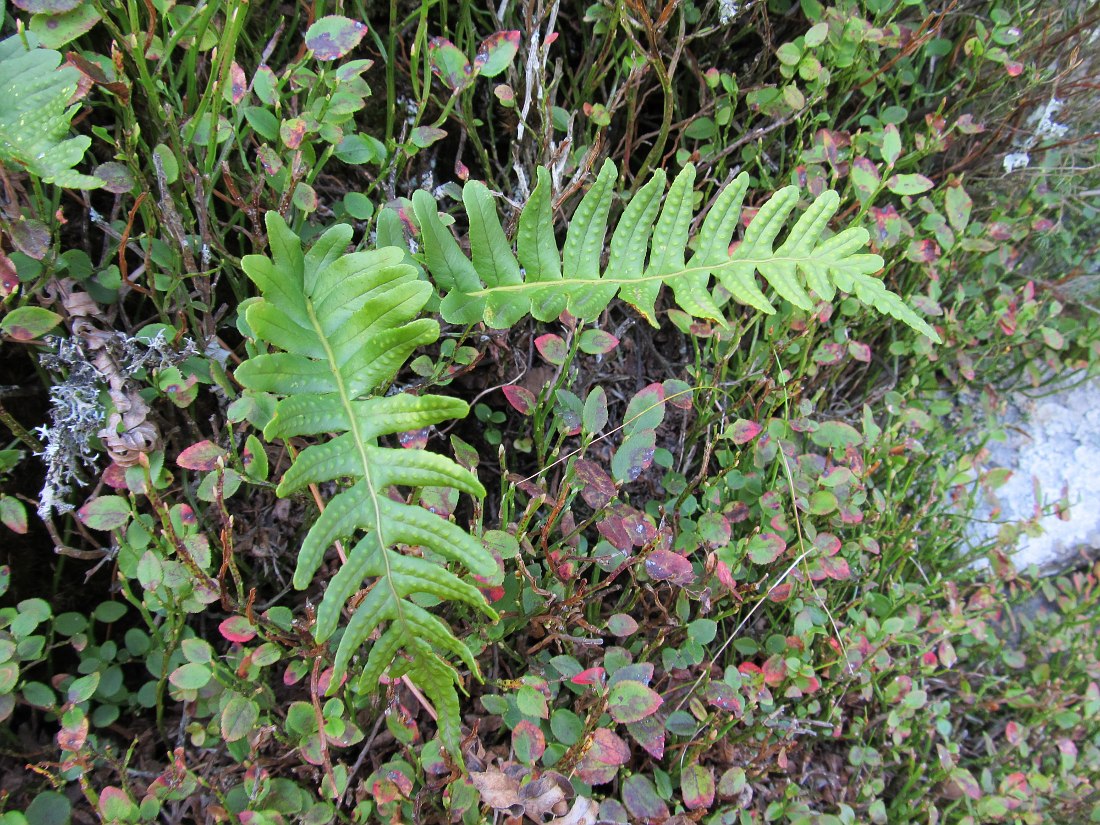 Изображение особи род Polypodium.