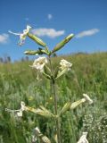 Смотреть изображение Silene viscosa