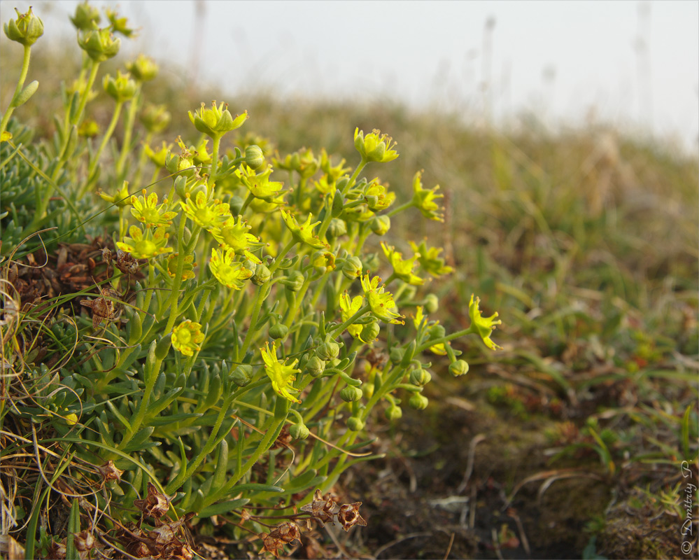 Image of Saxifraga aizoides specimen.