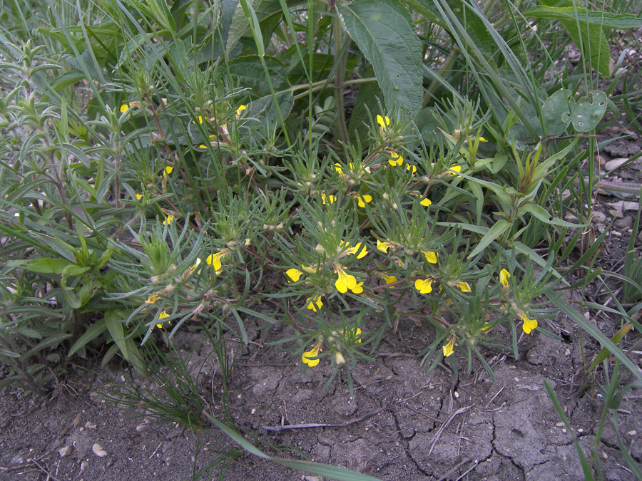 Image of Ajuga glabra specimen.