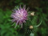 Carduus bicolorifolius. Распустившееся и распускающееся соцветия. Украина, Закарпатская обл., Раховский р-н, у дороги в широколиственном лесу с преобладанием бука. 26 августа 2008 г.