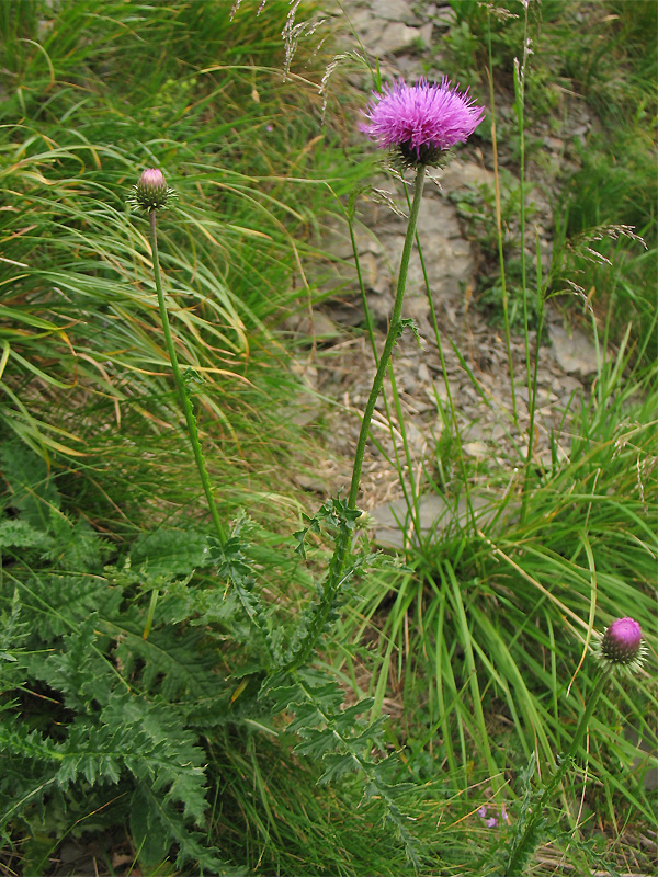 Image of Carduus kerneri specimen.