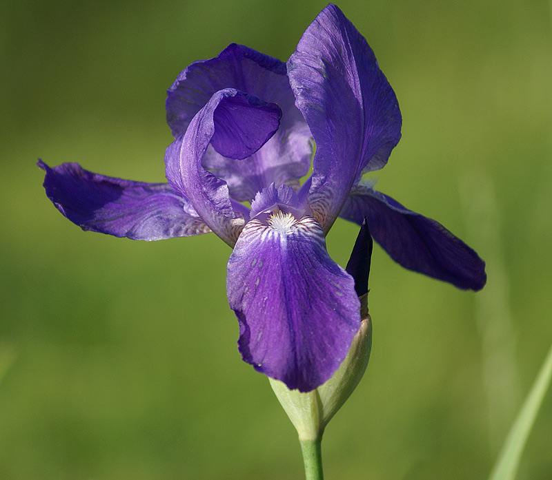 Изображение особи Iris nyaradyana.