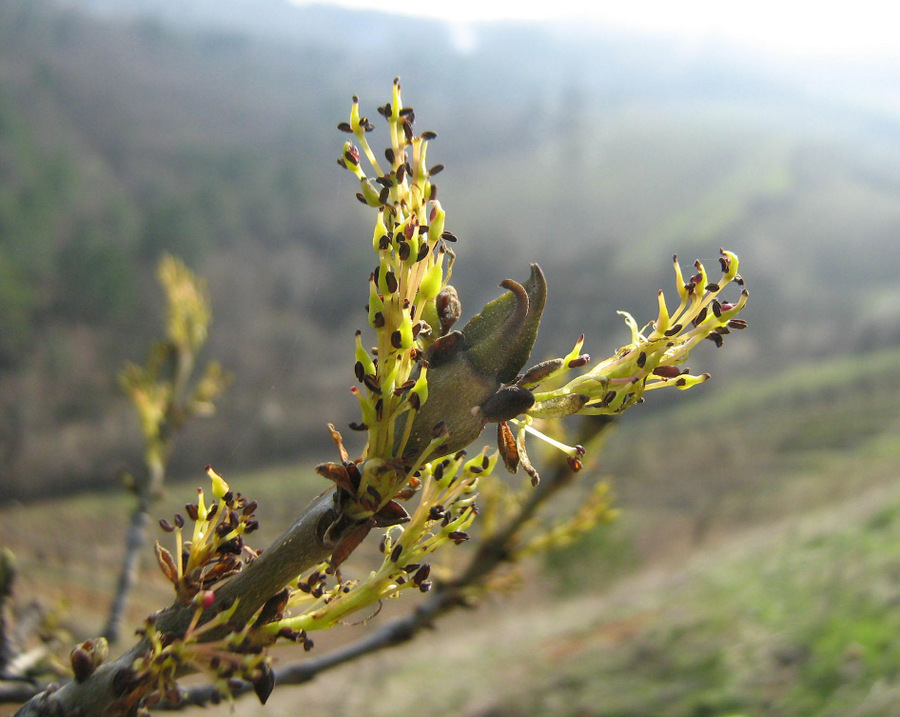 Изображение особи Fraxinus excelsior.