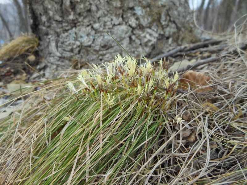 Image of Carex nanella specimen.