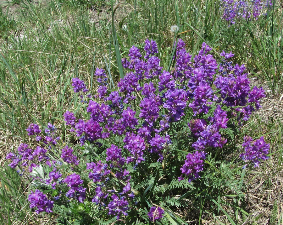 Image of genus Oxytropis specimen.