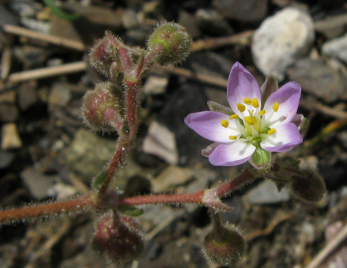 Image of Spergularia media specimen.