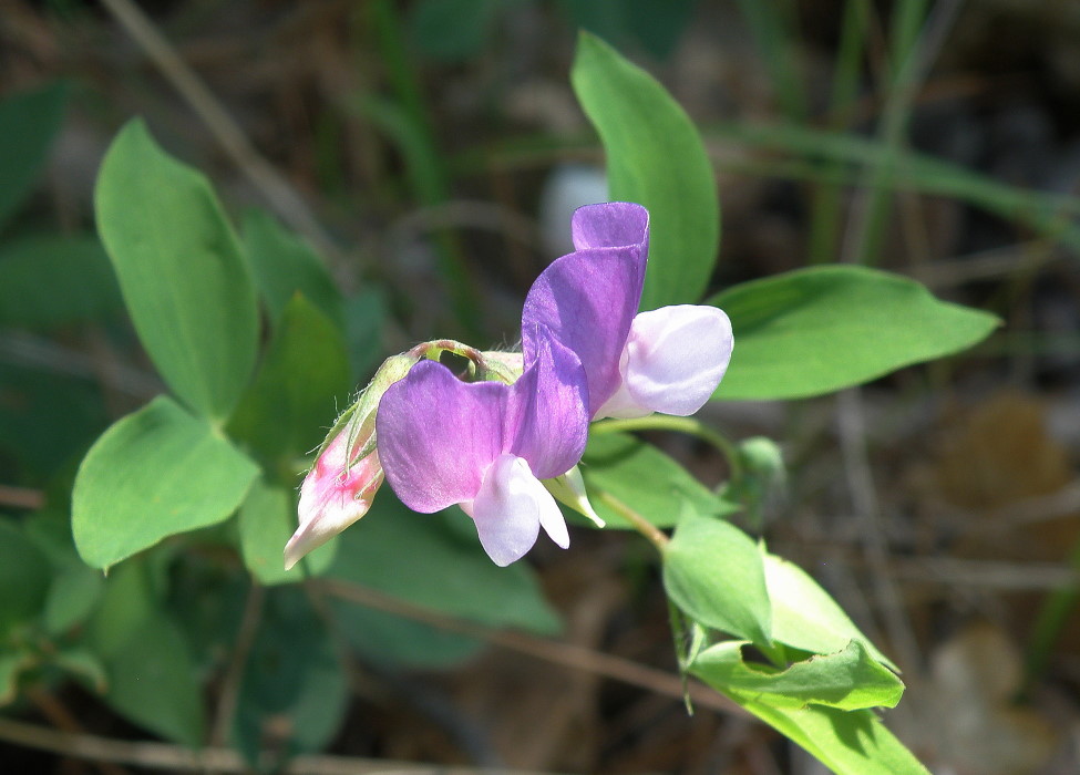 Image of Lathyrus laxiflorus specimen.