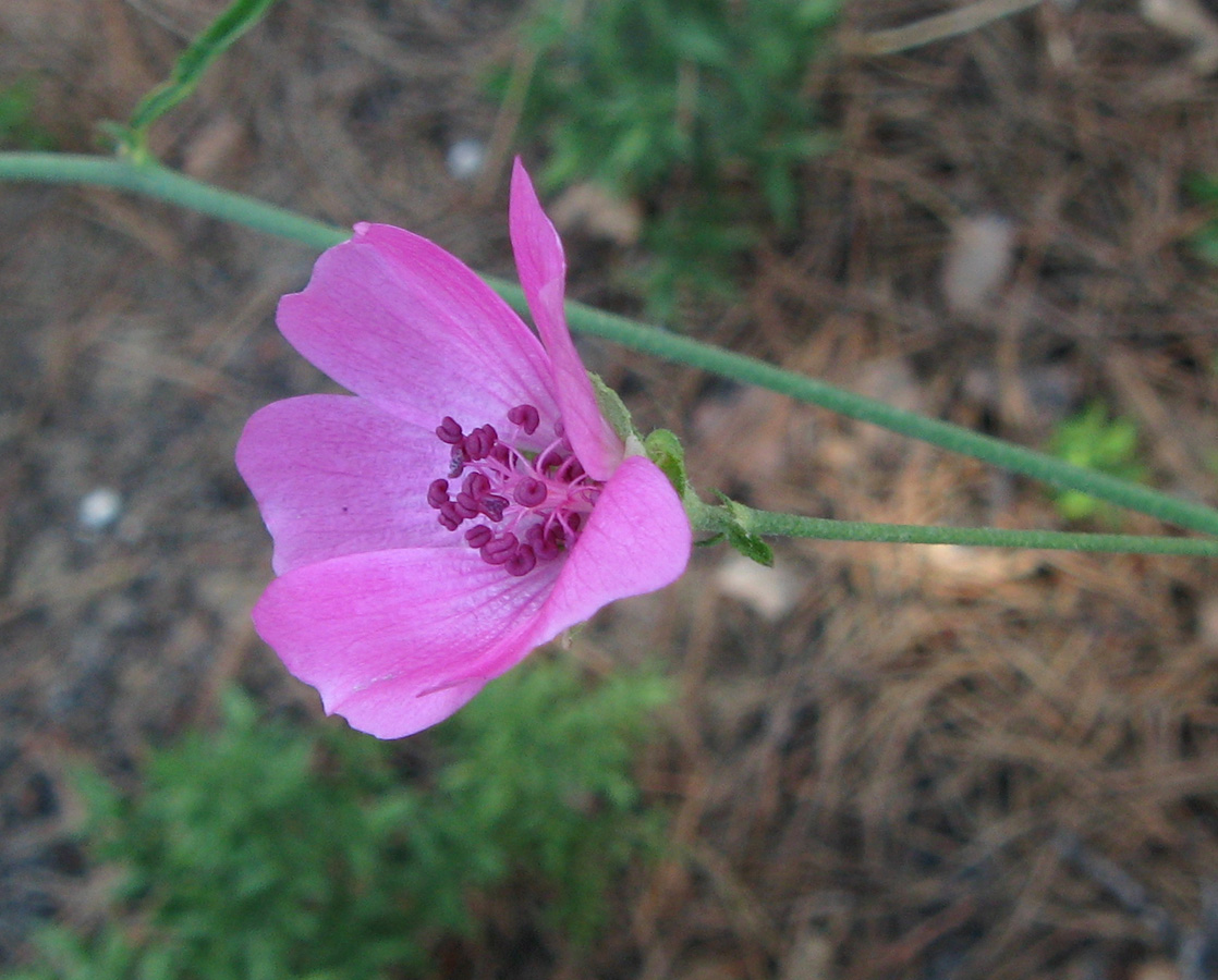 Image of Althaea narbonensis specimen.