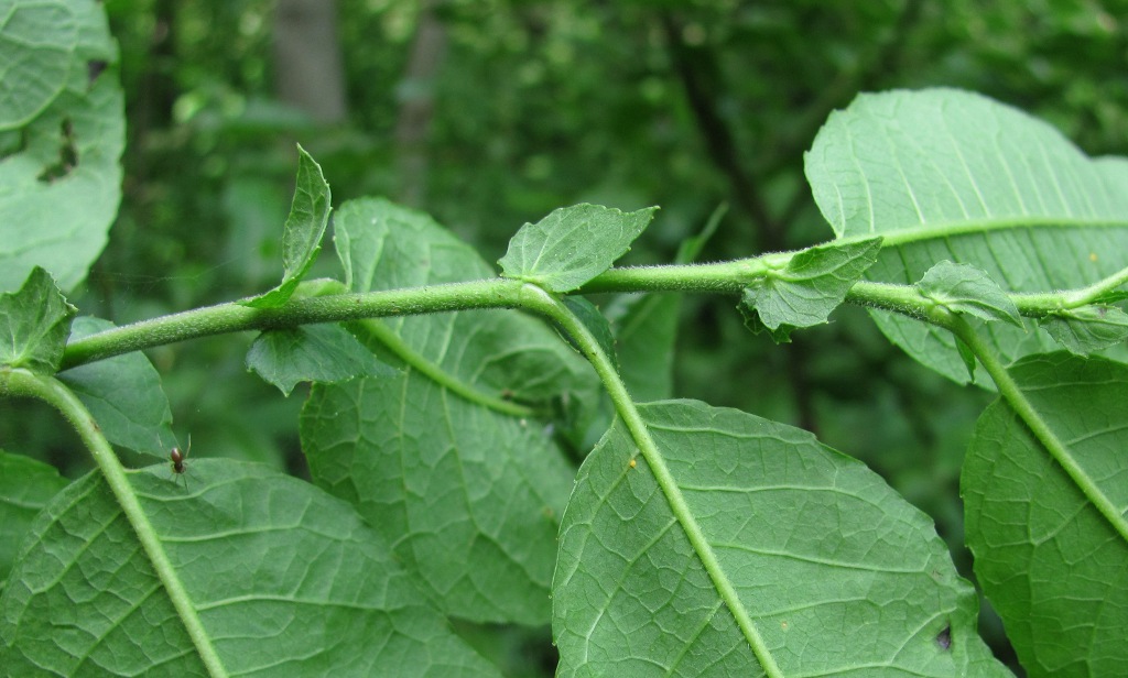 Image of Salix myrsinifolia specimen.