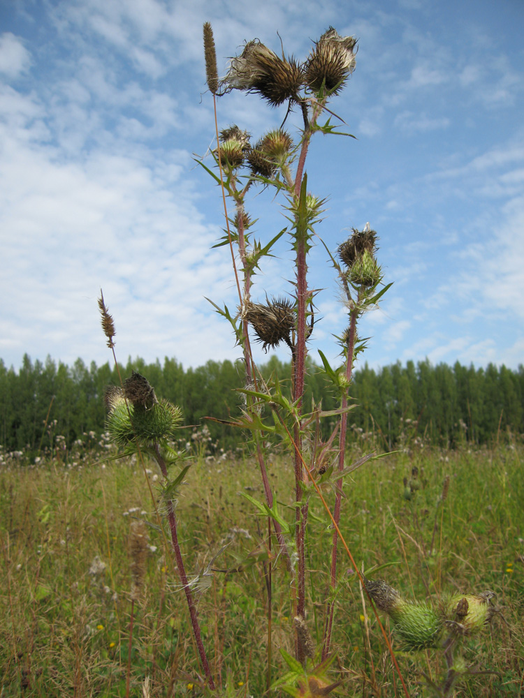 Image of Cirsium vulgare specimen.