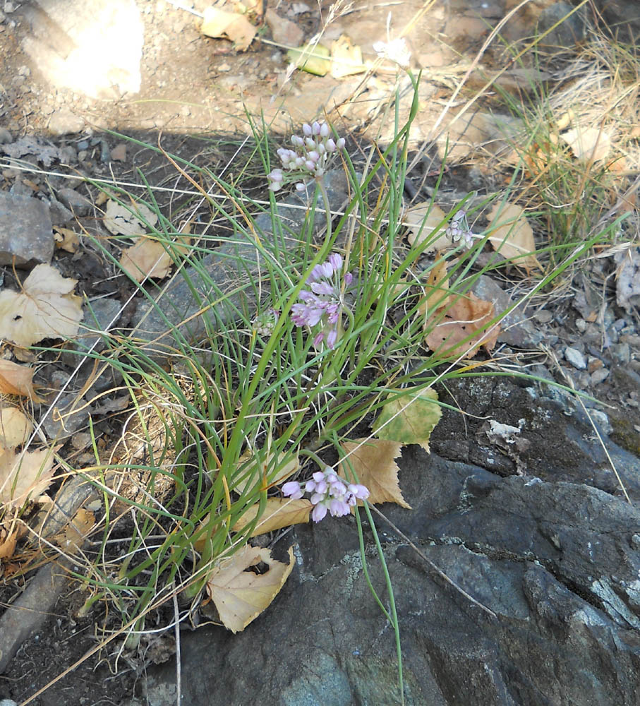 Image of Allium rubens specimen.