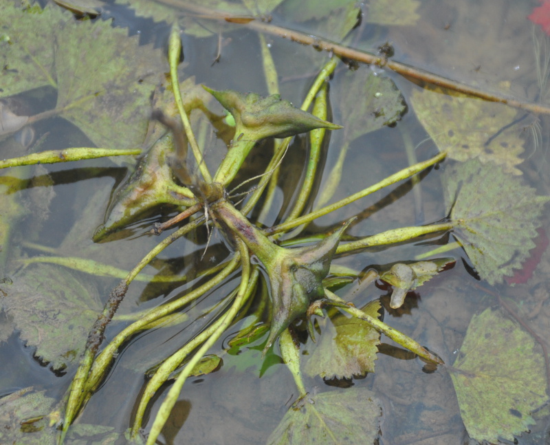 Image of Trapa pseudincisa specimen.