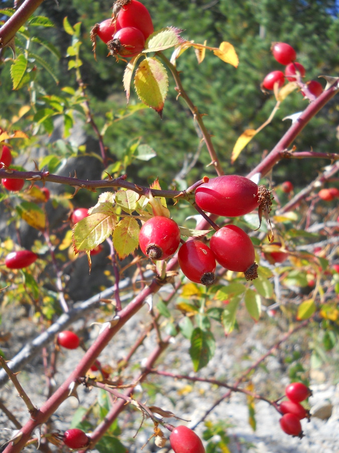 Image of genus Rosa specimen.