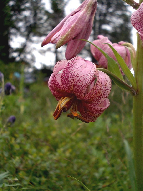 Image of Lilium pilosiusculum specimen.