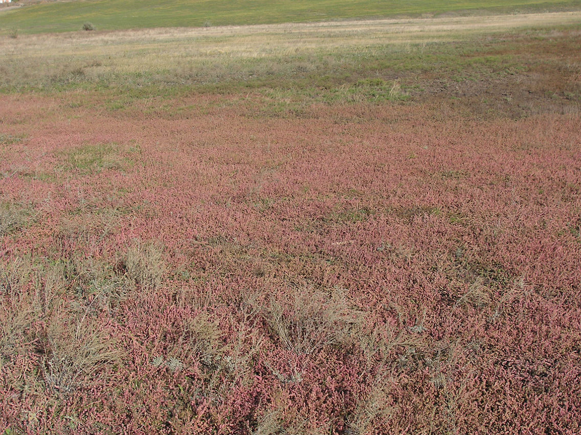 Изображение особи Atriplex patens.