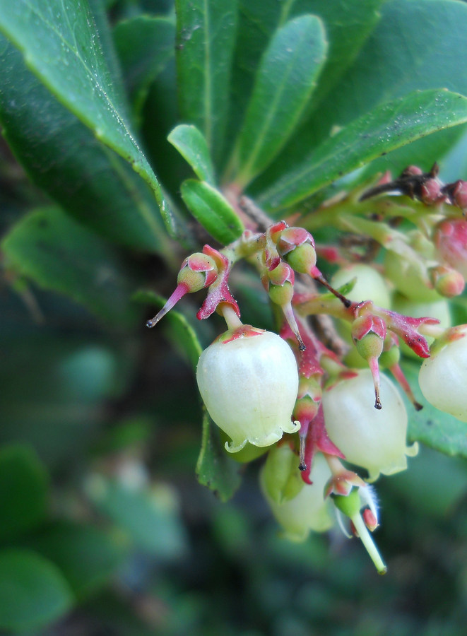 Image of Arbutus unedo specimen.