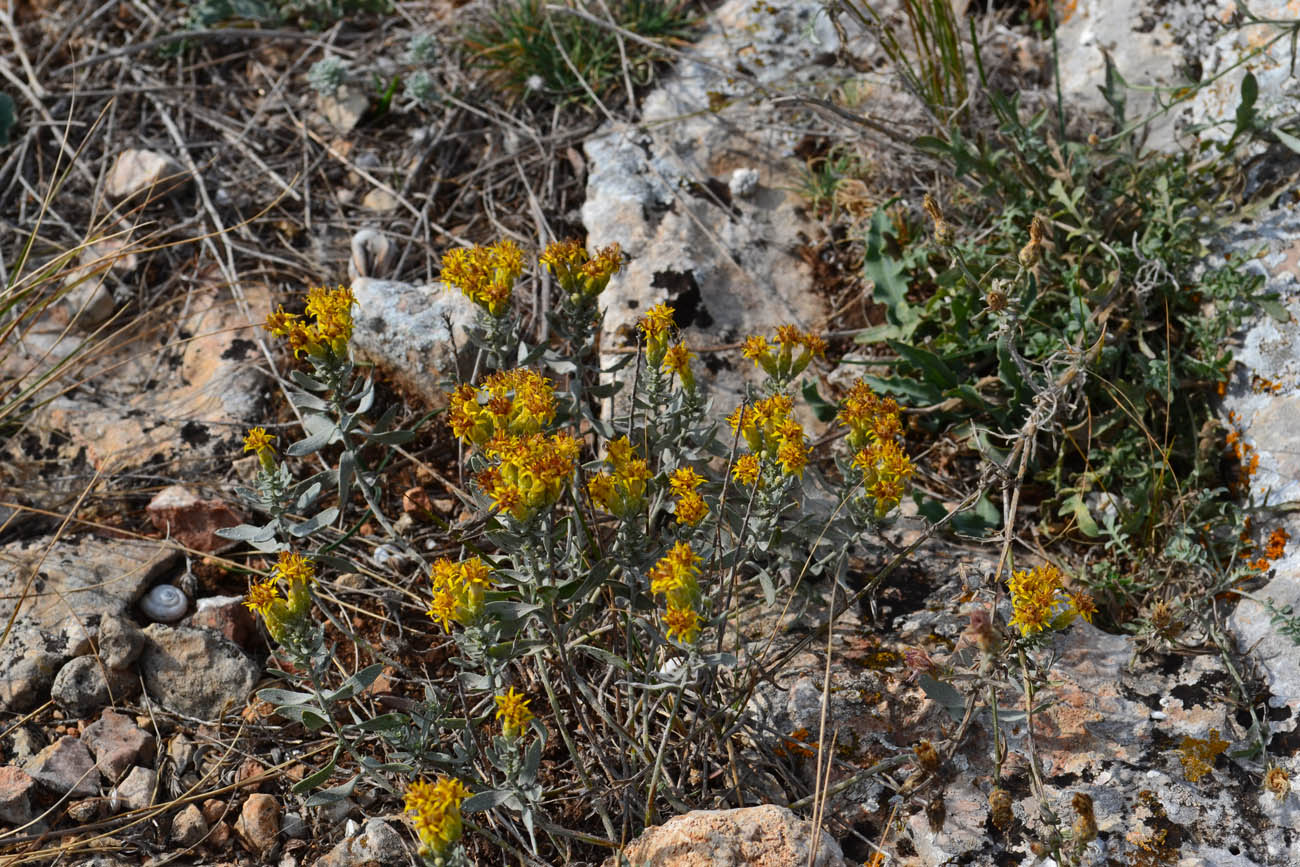 Image of Galatella villosa specimen.