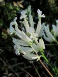 Polygala major