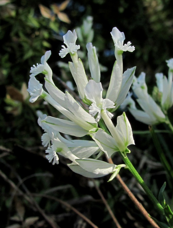 Image of Polygala major specimen.