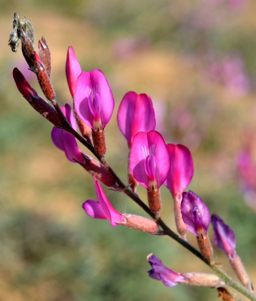 Изображение особи Astragalus varius.