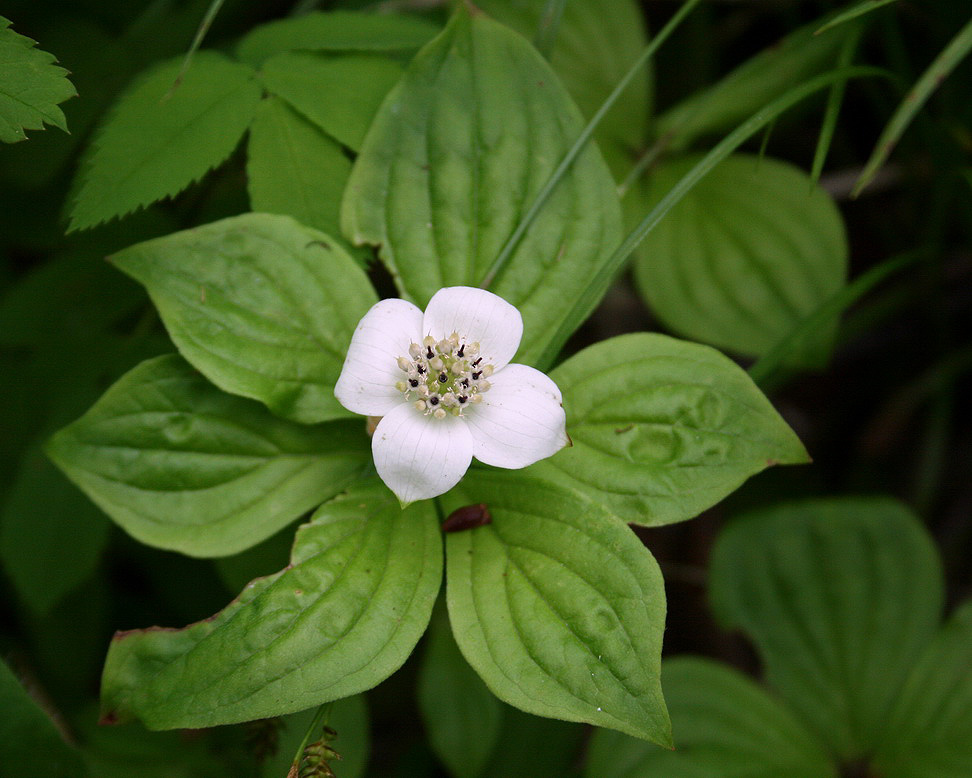 Image of Chamaepericlymenum canadense specimen.