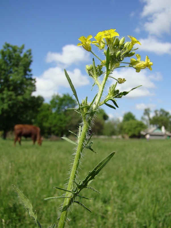 Image of Sisymbrium loeselii specimen.