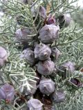 Cupressus arizonica