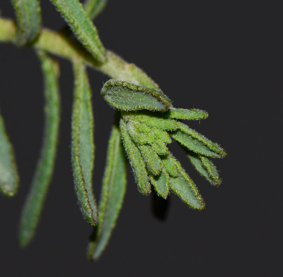 Изображение особи Haplophyllum tuberculatum.