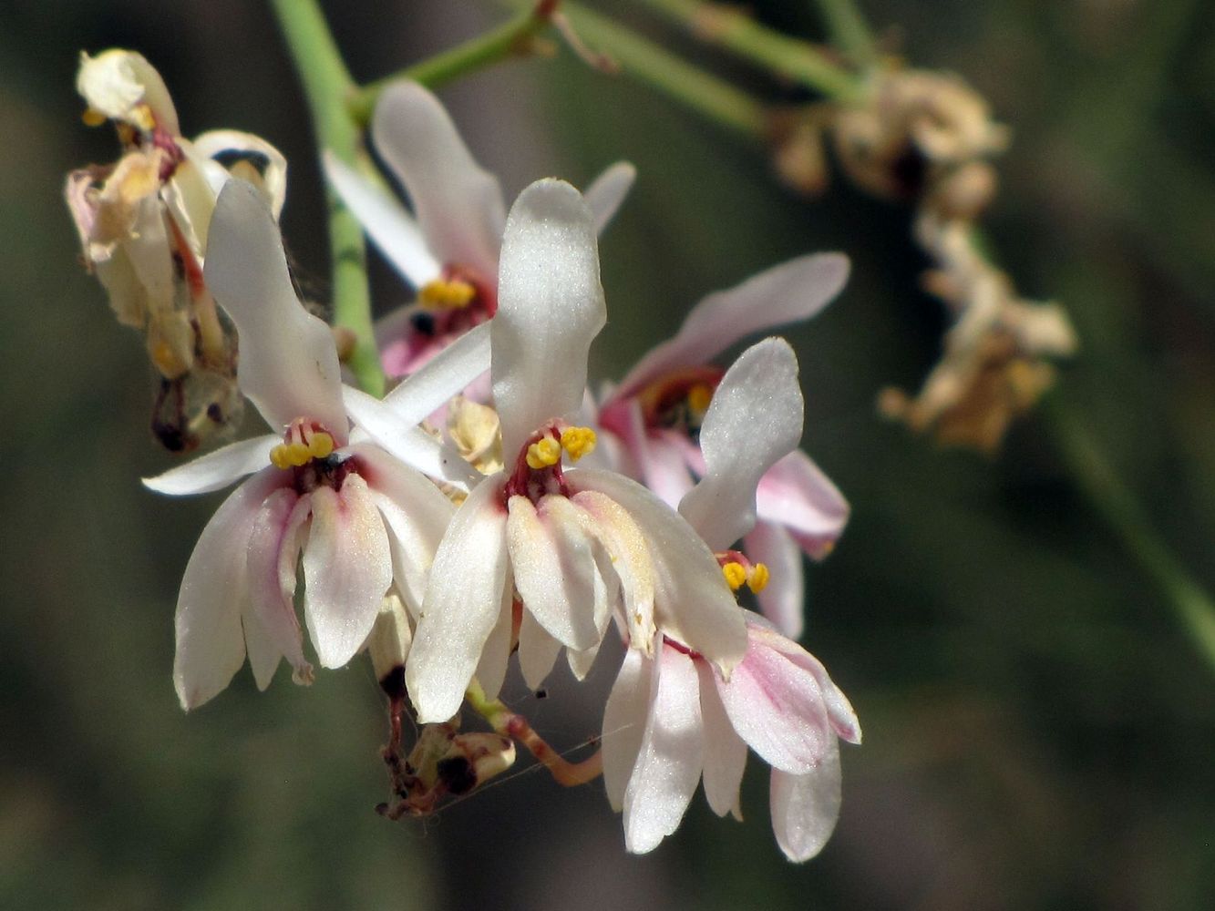 Изображение особи Moringa peregrina.