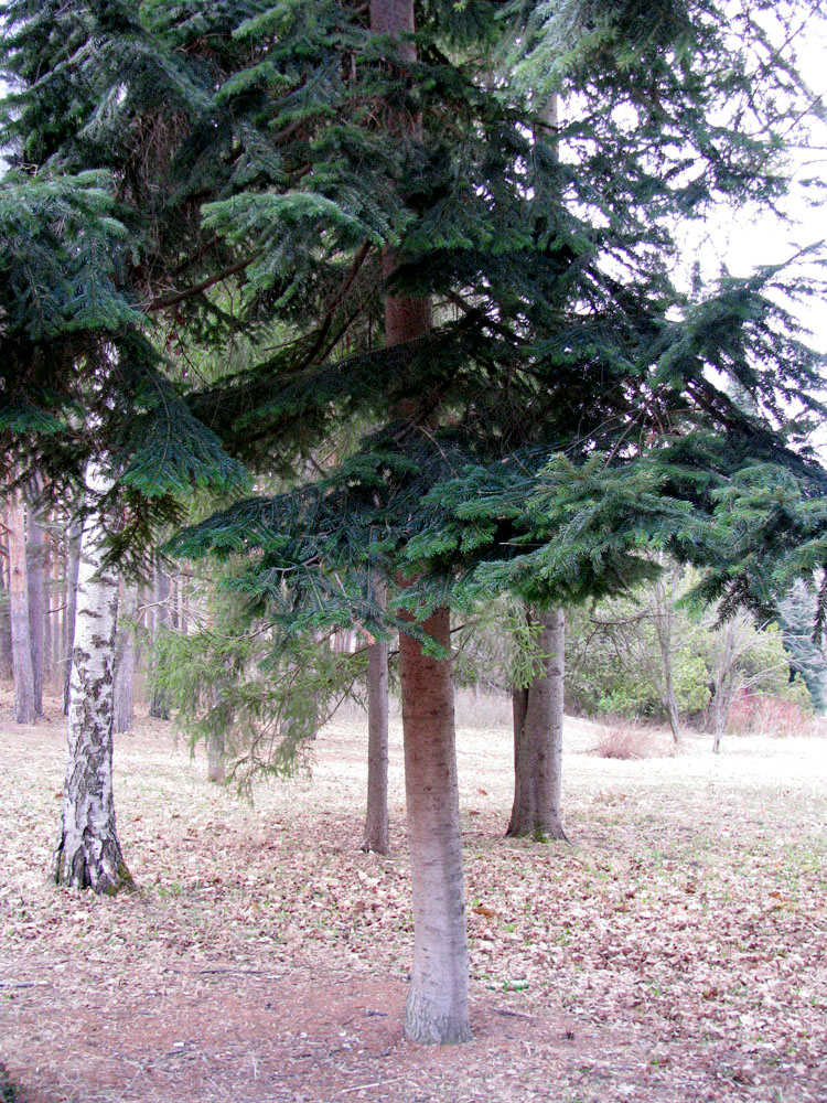 Image of Abies balsamea specimen.