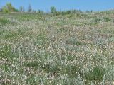 Astragalus ucrainicus