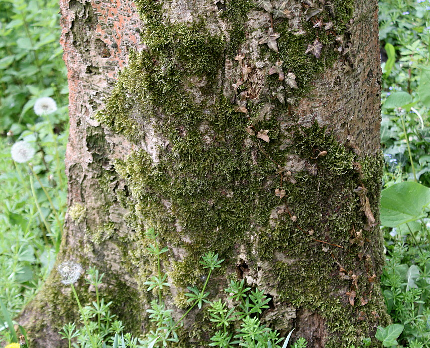 Изображение особи Idesia polycarpa.