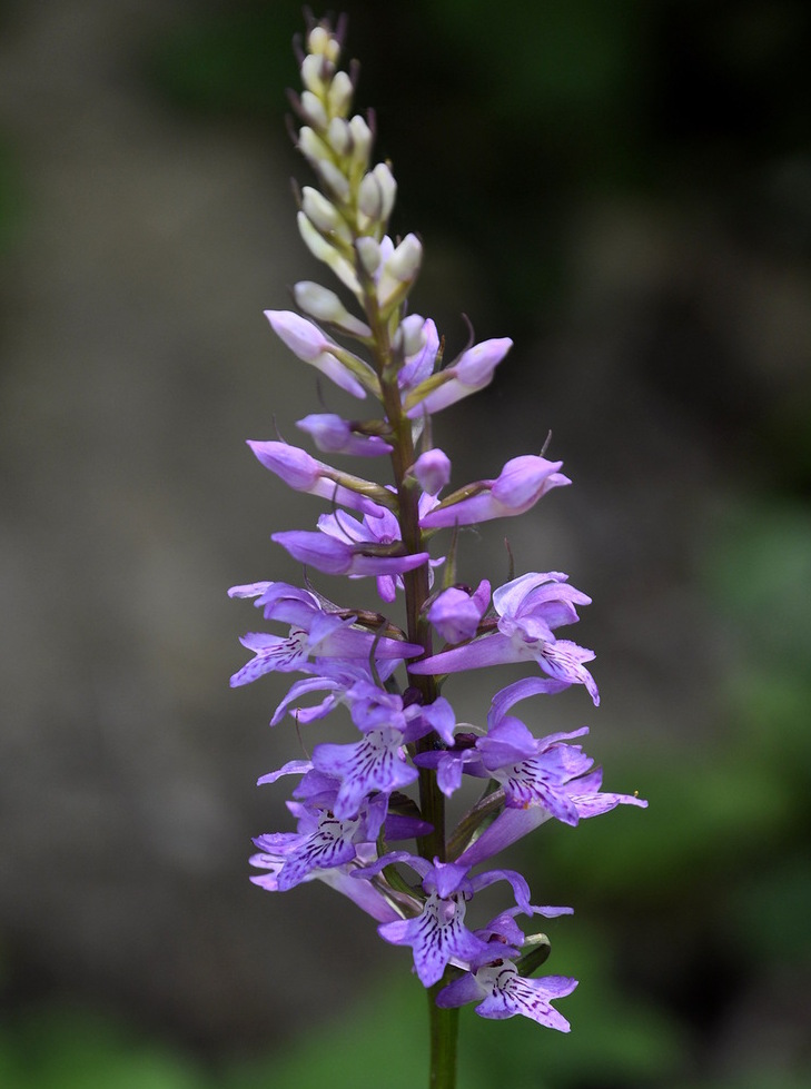 Image of Dactylorhiza saccifera specimen.