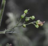 Scrophularia scopolii