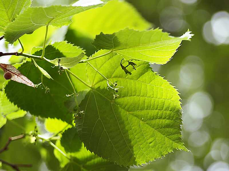 Изображение особи Tilia &times; europaea.