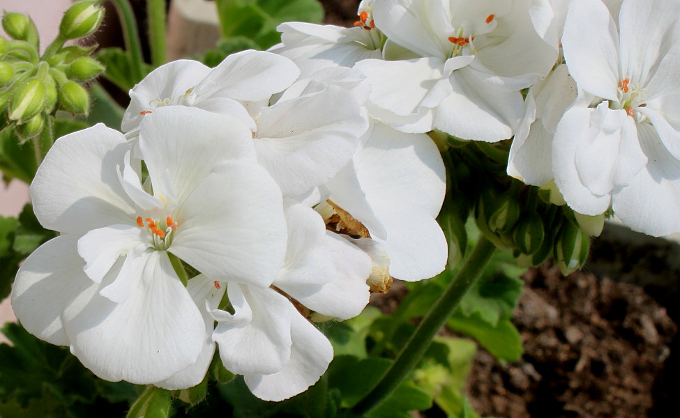 Изображение особи Pelargonium hortorum.