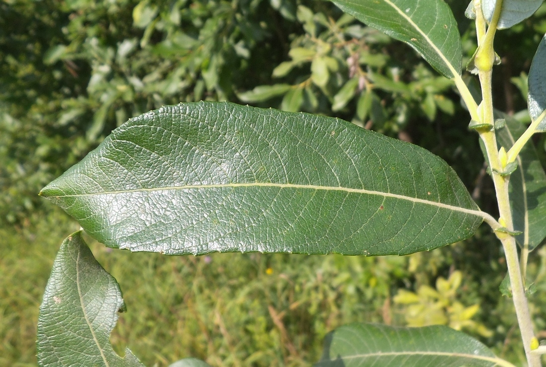 Image of genus Salix specimen.