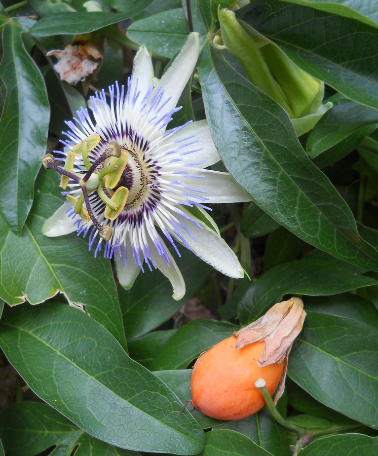 Image of Passiflora caerulea specimen.