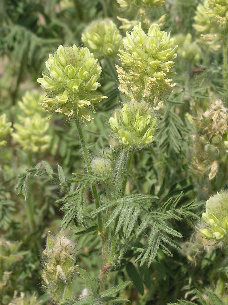 Image of Oxytropis pilosa specimen.