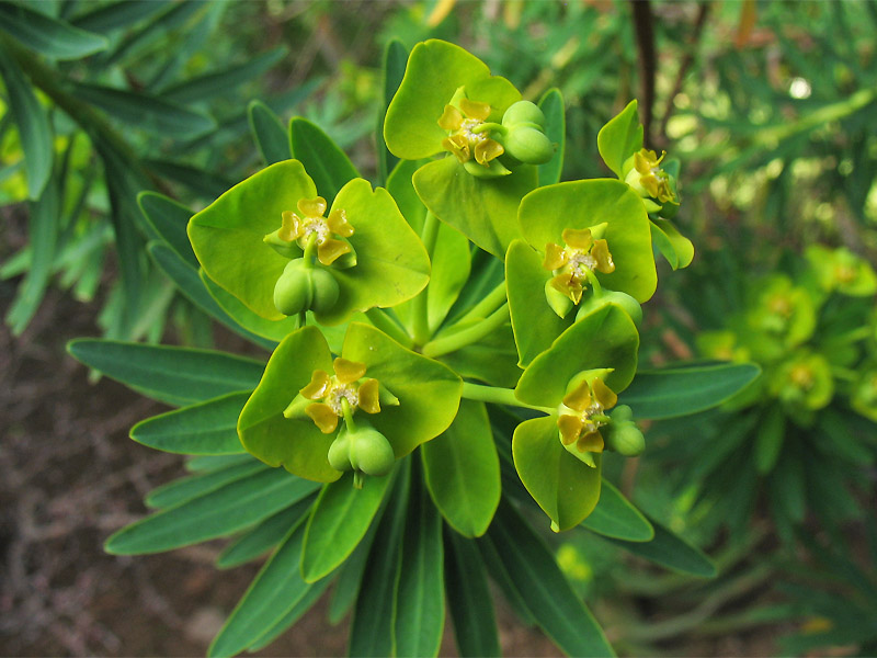 Image of Euphorbia dendroides specimen.