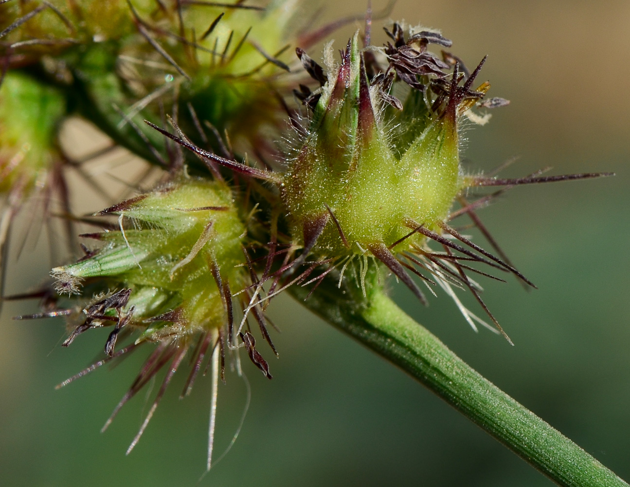 Image of Cenchrus echinatus specimen.