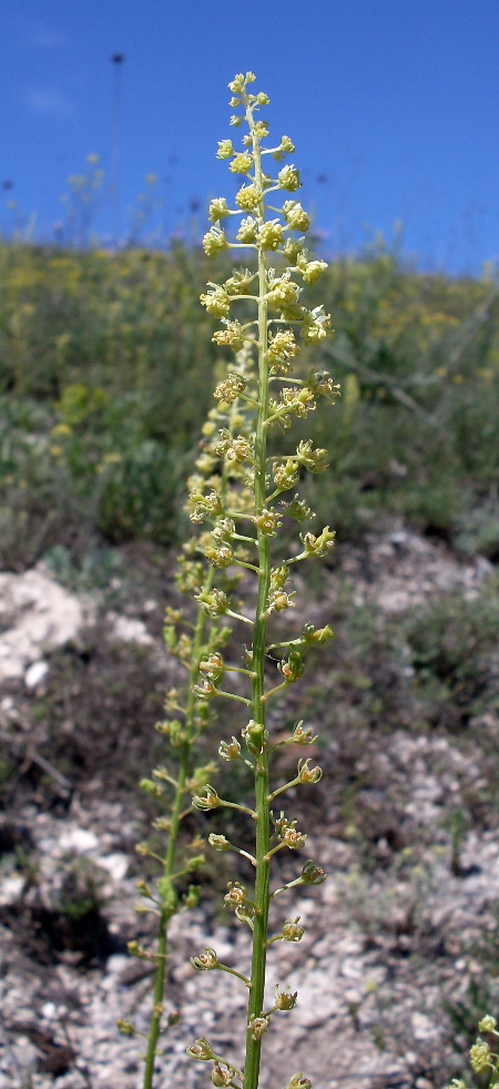 Image of Reseda lutea specimen.