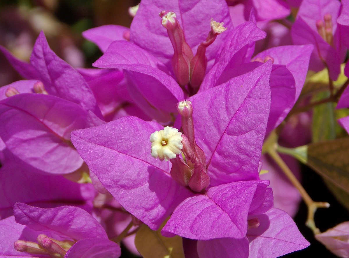 Image of Bougainvillea spectabilis specimen.